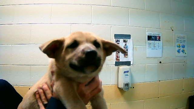 BROWNIE - German Shepherd Dog available for adoption