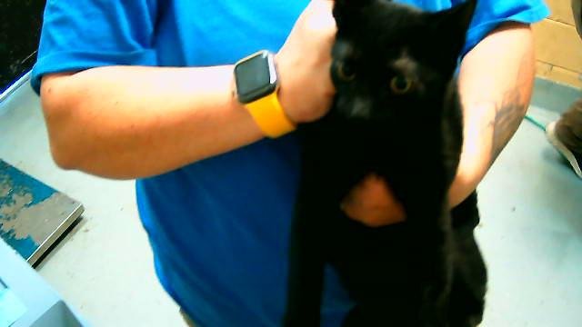 GLENDA - Domestic Short Hair available for adoption