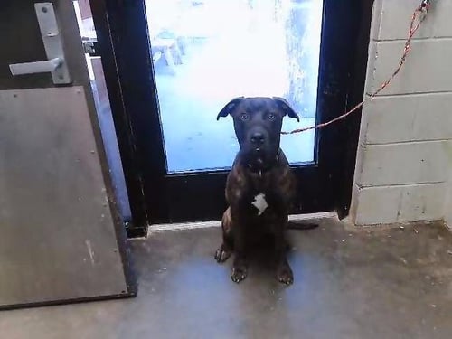 BEAR - Pit Bull Terrier available for adoption