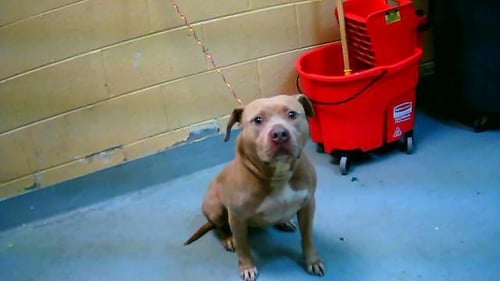 APHRODITE - Pit Bull Terrier available for adoption