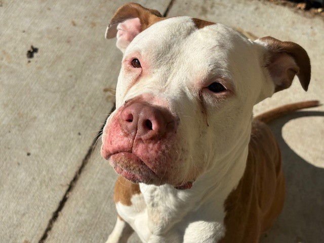 SNOOPY - Pit Bull Terrier available for adoption