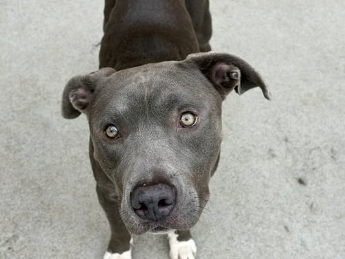 CHICKEN - Pit Bull Terrier available for adoption