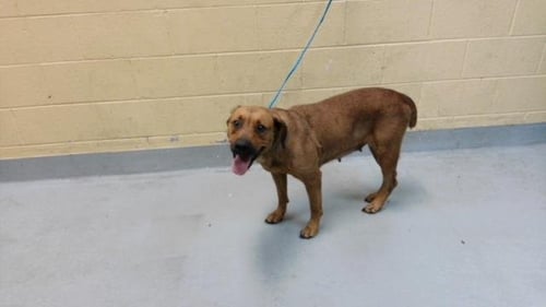 A183973 - Redbone Coonhound available for adoption