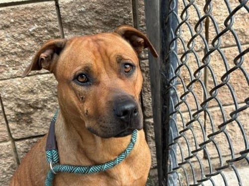 MARGO - Pit Bull Terrier available for adoption