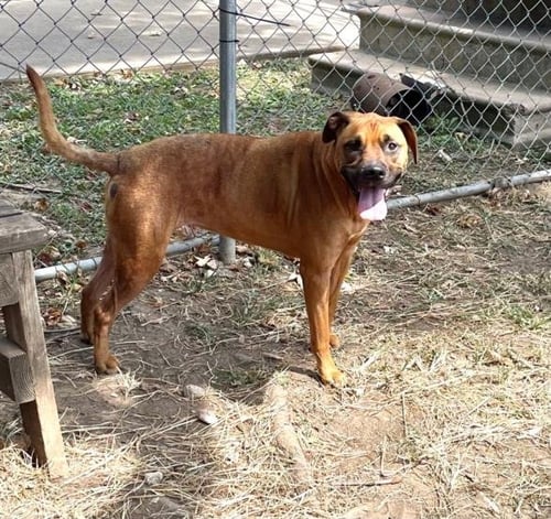 PIXIE - Black Mouth Cur available for adoption