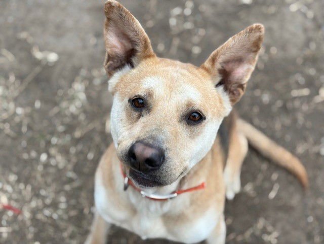 ELMER - Carolina Dog available for adoption