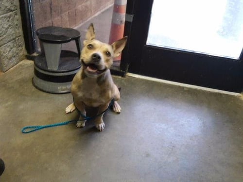 DORI - Pit Bull Terrier available for adoption