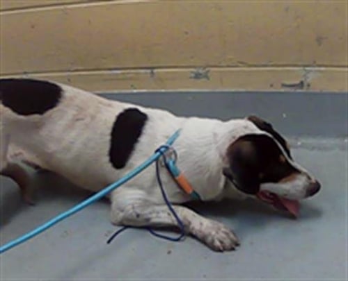 BIGFOOT - Border Collie available for adoption