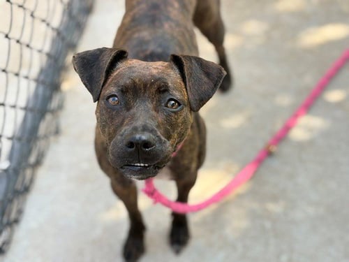 MISS TOFFY - Pit Bull Terrier available for adoption