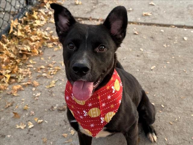 LOKI - Labrador Retriever available for adoption