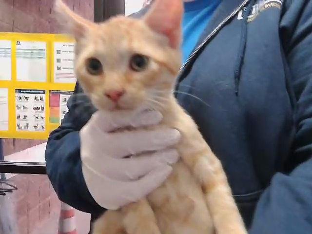 ROO - Domestic Short Hair available for adoption