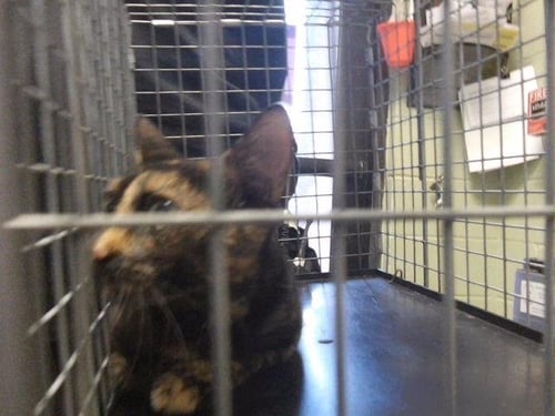 MULBERRY - Domestic Short Hair available for adoption
