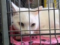 KITTY - Photo 1
