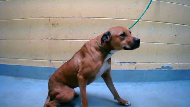 BANDIT - Pit Bull Terrier available for adoption