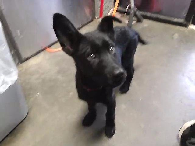 BUCK RUCK - German Shepherd Dog available for adoption