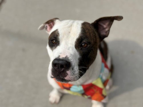 PARKER - Pit Bull Terrier available for adoption
