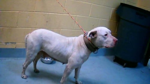 APRIL - Pit Bull Terrier available for adoption