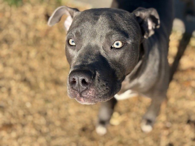 BERRY - Pit Bull Terrier available for adoption