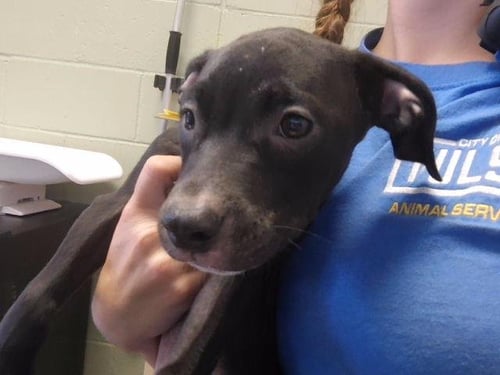 EGGO - Pit Bull Terrier available for adoption
