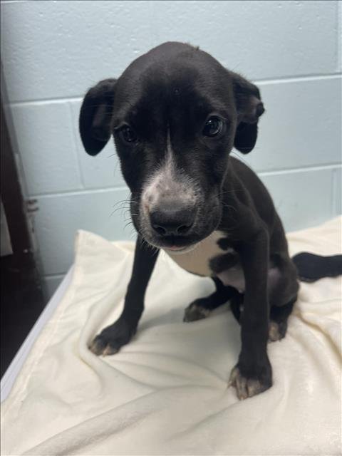 EGGO - Pit Bull Terrier available for adoption