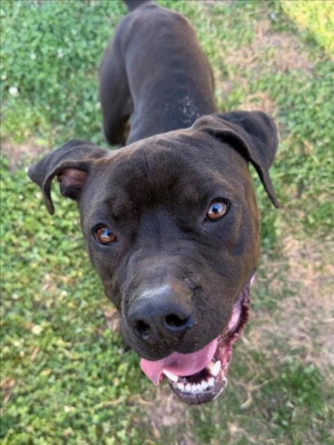 VLADIMIR - Pit Bull Terrier available for adoption