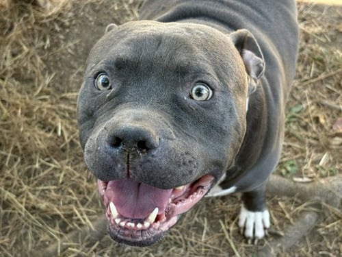 CHEESEBURGER - Pit Bull Terrier available for adoption