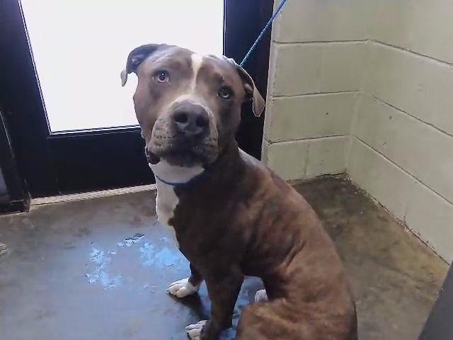 BLU - American Bulldog available for adoption