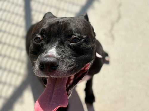 KAELUM - Pit Bull Terrier available for adoption