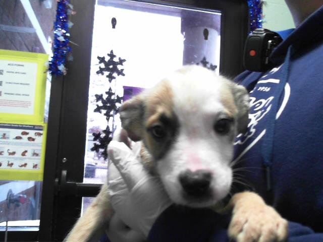 DASANI - Australian Cattle Dog/Blue Heeler available for adoption