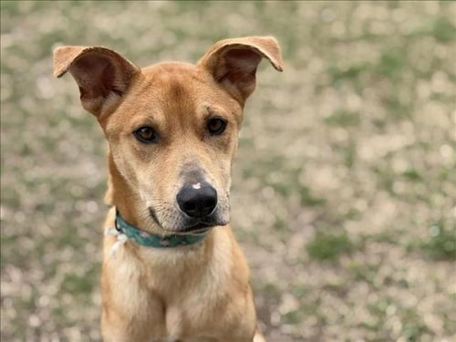 PEPPER - German Shepherd Dog available for adoption