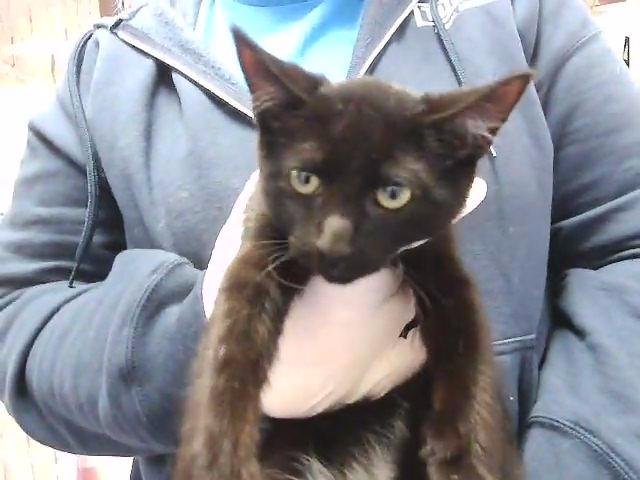 BUZZ - Domestic Short Hair available for adoption