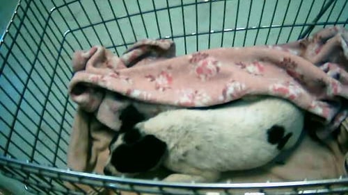 RELLA - Queensland Heeler available for adoption