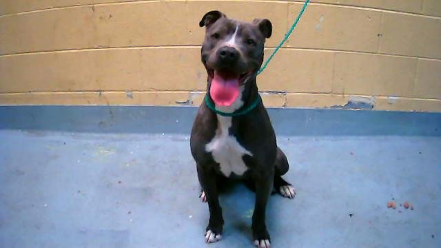 RHUBY - Pit Bull Terrier available for adoption