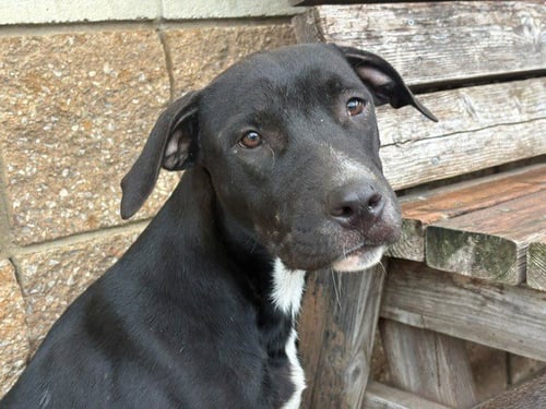 MARLEY - Pit Bull Terrier available for adoption