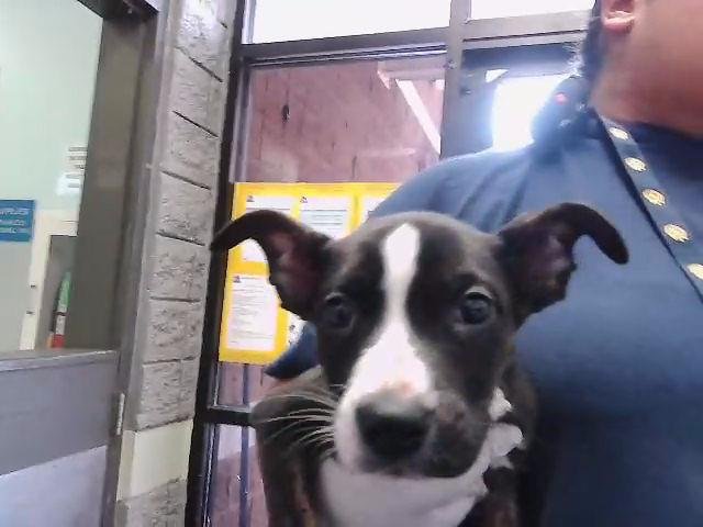 SCOOTER - Pit Bull Terrier available for adoption