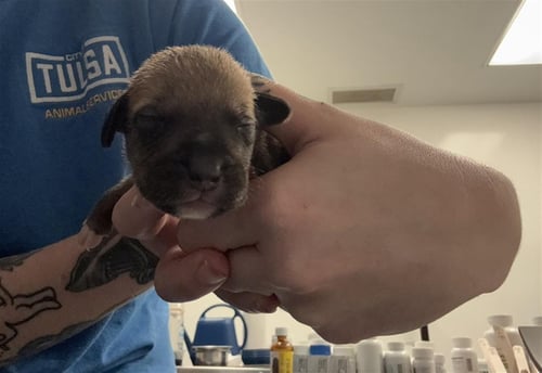 SWAMP - Pit Bull Terrier available for adoption