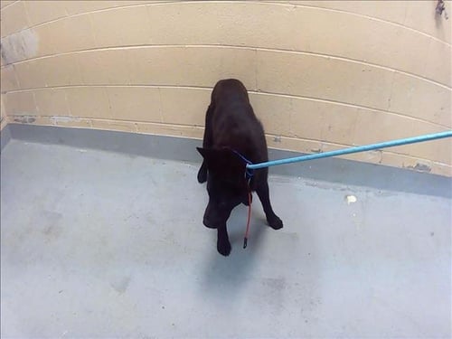 CAJUN BELLE - Chow Chow available for adoption