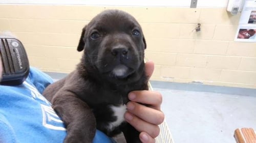 BLACK - Labrador Retriever / Pit Bull Terrier available for adoption
