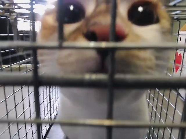 DAISY - Domestic Short Hair available for adoption