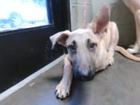 PUPPY - Photo 1