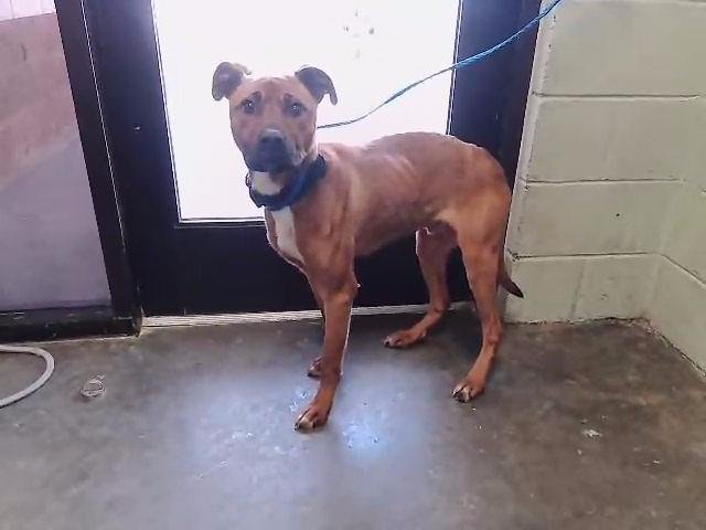 SMORE - Belgian Shepherd Malinois / Staffordshire Bull Terrier available for adoption