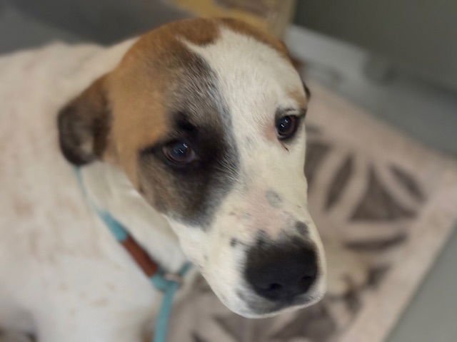 TREAT - Anatolian Shepherd available for adoption