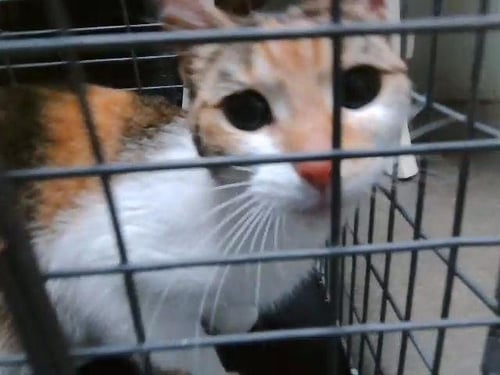 MARGARITA - Domestic Short Hair available for adoption