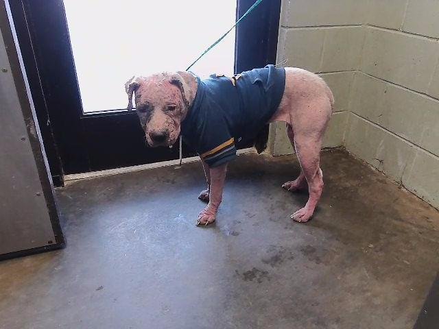 LEIA - Pit Bull Terrier available for adoption