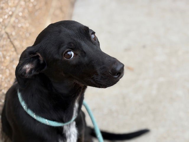 SMORE - Greyhound available for adoption