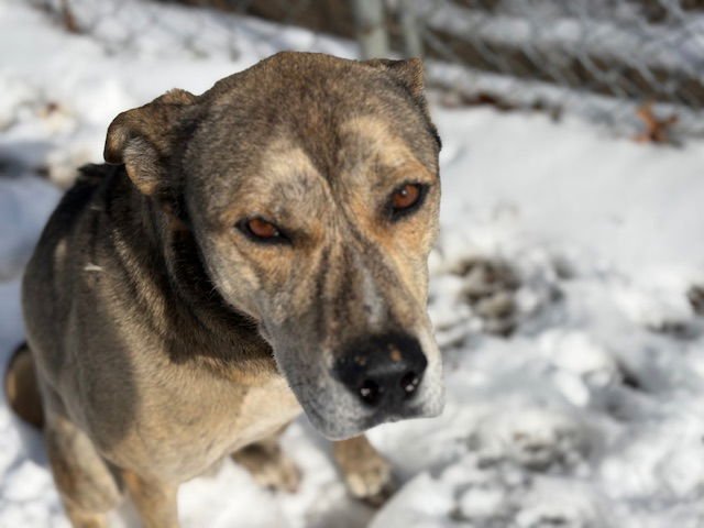 BUBBA - Catahoula Leopard Dog available for adoption