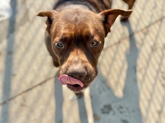 BROWNIE - Labrador Retriever available for adoption