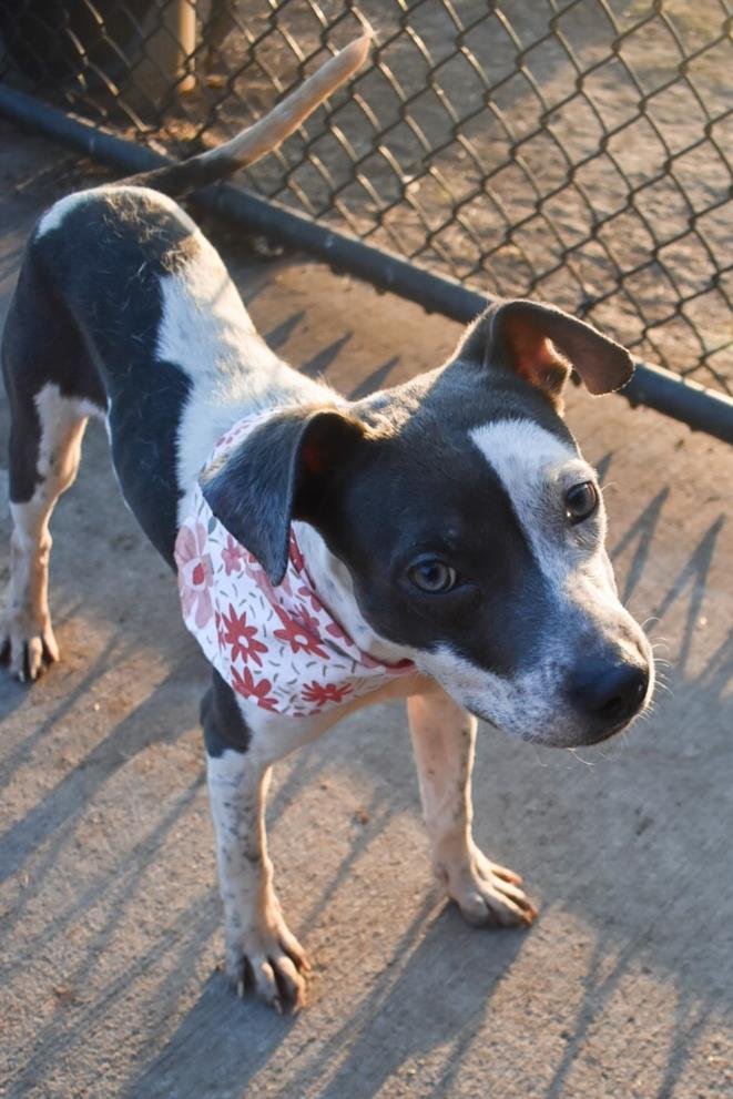 SLIDE - Pit Bull Terrier available for adoption