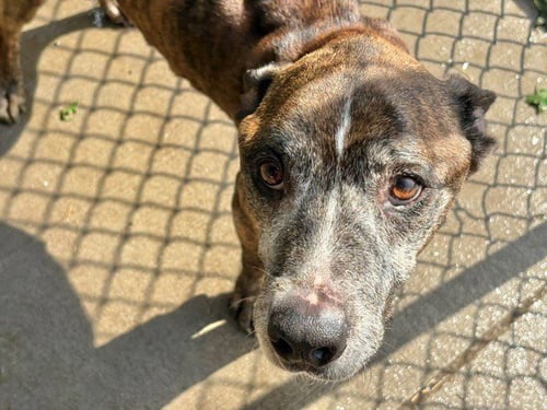 HANK - Boxer available for adoption