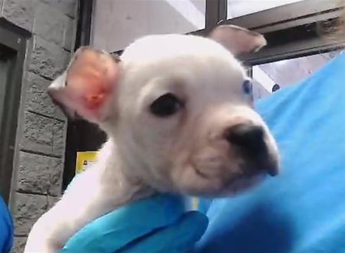 MANNY - Pit Bull Terrier available for adoption
